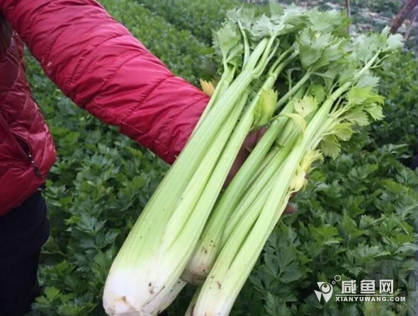 三原400亩蔬菜滞销 水嫩嫩的大芹菜1毛1斤没